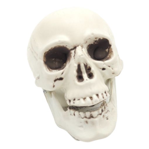 Imagen de CALABERA CRANEO 1/1